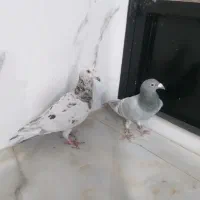 یک جفت کفتر سبز داور سفیدو سرور چاپی الماسی|پرنده|صدرا-فارس, فاز ۱|دیوار