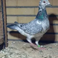 بزک|پرنده|دزفول, |دیوار