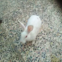 خرگوش|موش و خرگوش|دزفول, |دیوار