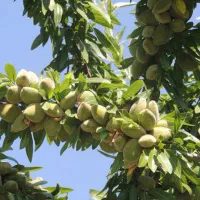 فروش-باغ-بادام-قدیم-آباد