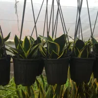 سانسورها بلک گلد|گل و گیاه طبیعی|رشت, جهاد|دیوار