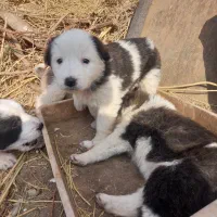 چهارتا توله سگ|سگ|تربت جام, میان جام|دیوار