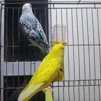 مرغ عشق هلندی