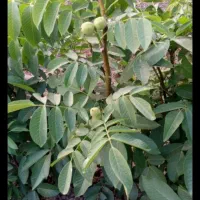 نهال گردو|حراج|بروجرد, |دیوار