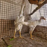 جوجه‌لاری‌