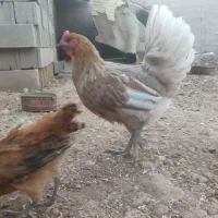 9عدد مرغ و جوجه|حیوانات مزرعه|شیراز, داریون|دیوار