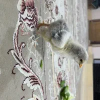 جوجه برهما و تخم نطفعه دار