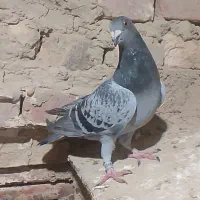 کبوتر پلاکی|پرنده|زابل, |دیوار