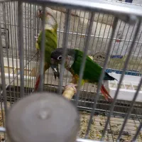 ملنگو،گرینجیگ،عروس مولدمعاوضه با متور سیکلت و نقره|پرنده|ارومیه, |دیوار