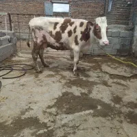 گاو|حیوانات مزرعه|میاندوآب, |دیوار