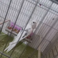 جفت عروس هلندی دوکت آلبینو زیبا و سرحال و جوان.|پرنده|جم, |دیوار