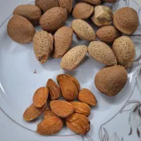 بادام سنگی درجه ۱