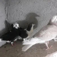 کفتر