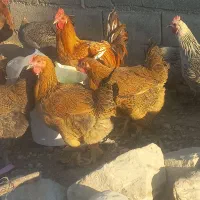 خروس دیلگونی|حیوانات مزرعه|چرام, |دیوار