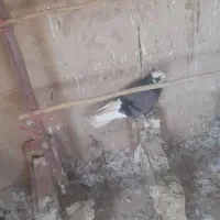کفتر|پرنده|اسلام‌شهر, کاشانک|دیوار