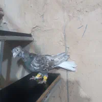 کبوتر|پرنده|شیراز, داریون|دیوار