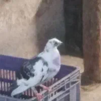 کبوتر|پرنده|کوچصفهان, |دیوار