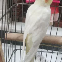 عروس هلندی سرحال  آواز خان