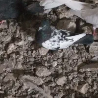 کبوتر|پرنده|شادگان, |دیوار
