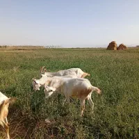 بزغاله نر سانن چپیش سانن|حیوانات مزرعه|نیر (اردبیل), |دیوار