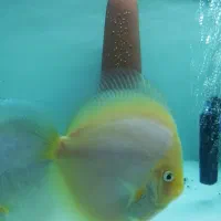 ماهی دیسکس مولد