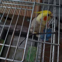 عروس هلندی مولد