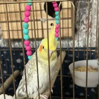 عروس هلندی|پرنده|ری, شهادت|دیوار