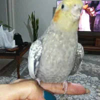 عروس هلندی یک جفت و دو تا جوجه هفت ماهه