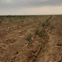 ۸هکتار زمین کشاورزی/باغ پسته/آب چاه عمیق|فروش دفتر صنعتی، کشاورزی، تجاری|نیشابور, هفده شهریور|دیوار