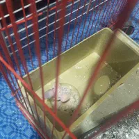 مرغ عشق باجوجه