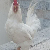 خروس چهلتاج ریشی