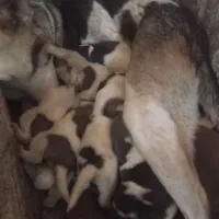 سگ کته پژدر|سگ|قائمشهر, |دیوار