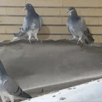 کبوتردمگیرخرقه