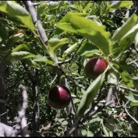 فروش فوری باغ|فروش زمین و ملک کلنگی|بوانات, |دیوار