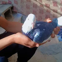 کبوتر ابلغ دم سفید|پرنده|صادق آباد, |دیوار