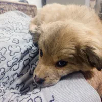 واگذاری|سگ|دماوند, دماوند|دیوار