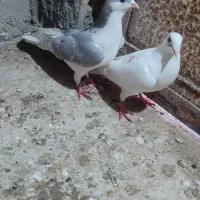 کفتر|پرنده|نگین شهر, |دیوار