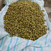 کیوی فروشی|خوردنی و آشامیدنی|رشت, جماران|دیوار