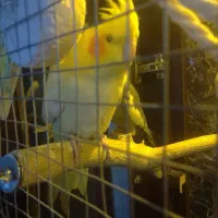 عروس هلندی رام رام