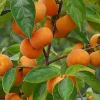 درخت خرمالو مهندس ذبیحی|عمدهفروشی|ری, ظهیرآباد|دیوار