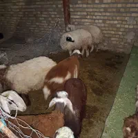 بره چاق کشتاری|حیوانات مزرعه|بروجرد, |دیوار