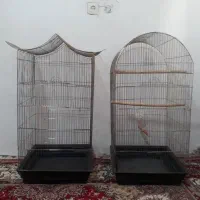 عروس هلندی قفس وتجهیزات فوری بعلت نیاز مالی|پرنده|تبریز, |دیوار