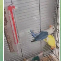 طوطی برزیلی|پرنده|کرج, شهرک بنفشه|دیوار