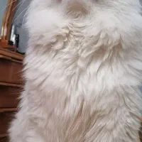 واگذاری گریه نر پرشین سفید