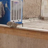 تعمیر کار کولر آب گرم کن شیر آلات
