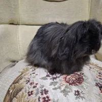 بچه خرگوش های لوپ جرسی و لوپ آنگورا