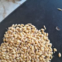 دوتن گندم آبی پیشگام مادر ودیم درجه یک|عمده‌فروشی|نهاوند, |دیوار