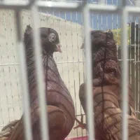 آبادانی سرخ