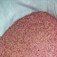 بذر ترتیکاله