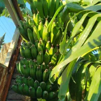 نهال موز خارجی